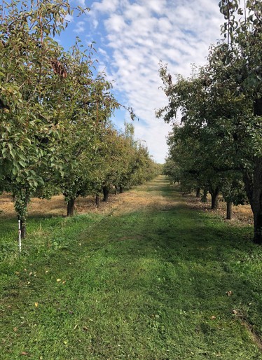 Beautiful orchards all around the Yakima County area