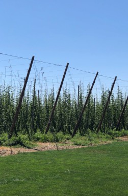 Hops as far as the eye can see!