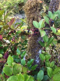 Gorgeous Salal berries in the Hoh Rainforest
