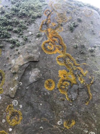 Lichen tattoos on the stones