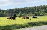 Hairy cows - Across the street from the winery.