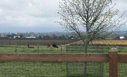 The first group of llamas we saw that day!