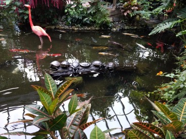 Flamingos and Koi fish at the Butterfly Gardens (Photo credit: K. Spoor)