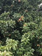 Apple tree across from Evil headquarters. Coincidence? Dun dun dunnnnnnnnnnn...