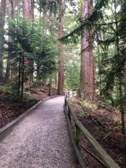 Great trails at Whatcom Falls Park