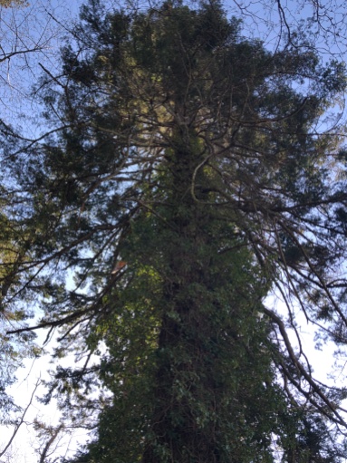 Big, beautiful and old - The trees of Camano