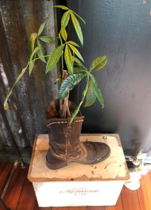 It takes a serious green thumb to get a plant to grow out of a boot...