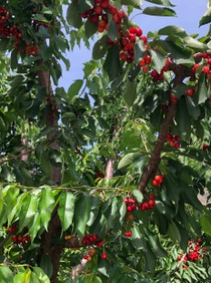 Cherries at Taber's Taste of Summer
